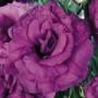 Seminte profesionale EUSTOMA - Lisianthus - imagine 48860